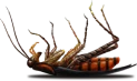 dead cockroach flipped on its back
