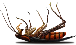dead cockroach flipped on its back