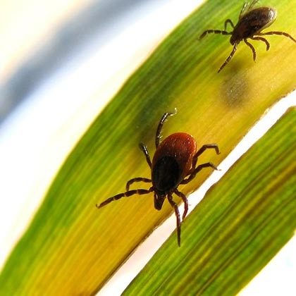 Close-up of two small, dark-colored ticks crawling on a green leaf