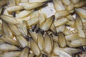 Close-up of winged termites