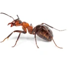 Image of an ant on white background