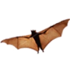 Bat flying with its wings spread on white background