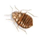 Image of a bed bug on white background