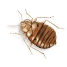 Brown bed bug