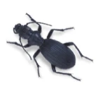 Image of a beetle