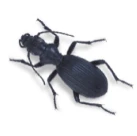 Small black beetle on white background.