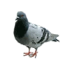 Image of a pigeon