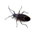 Boxelder bug (small oval-shaped black beetle) on white background.