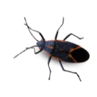 Image of a boxelder bug