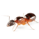 Carpenter ant on white background