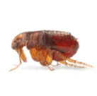 Picture of a flea