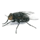A fly on white background