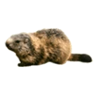 Groundhog on white background