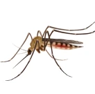 Image of a mosquito on white background