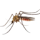 Mosquito on white background