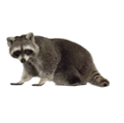 Image of a raccoon