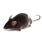 A gray rat on white background