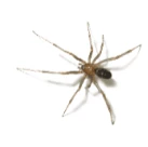 Brown-and-black spider on white background.