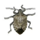 Image of a stink bug
