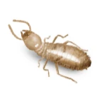 Image of a termite