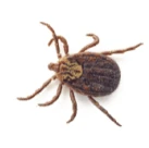 Image of a tick on white background
