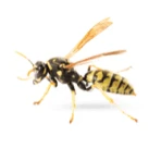 Close-up of a wasp on white background