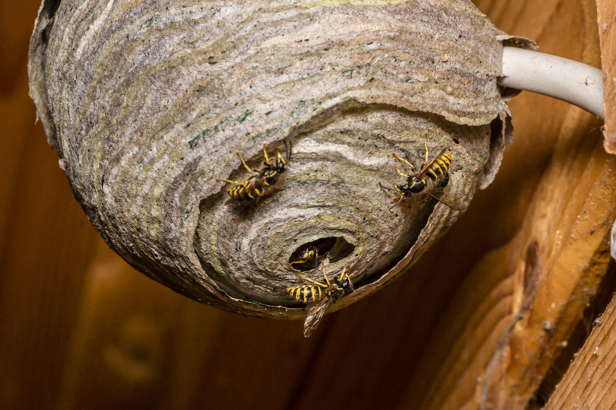 Wasps building their nest