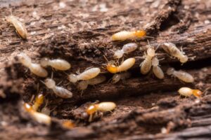 Close up of termites