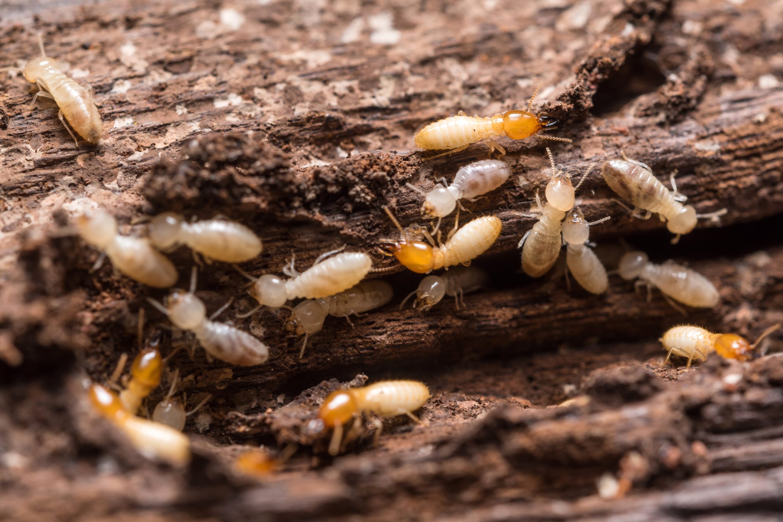 Close up of termites