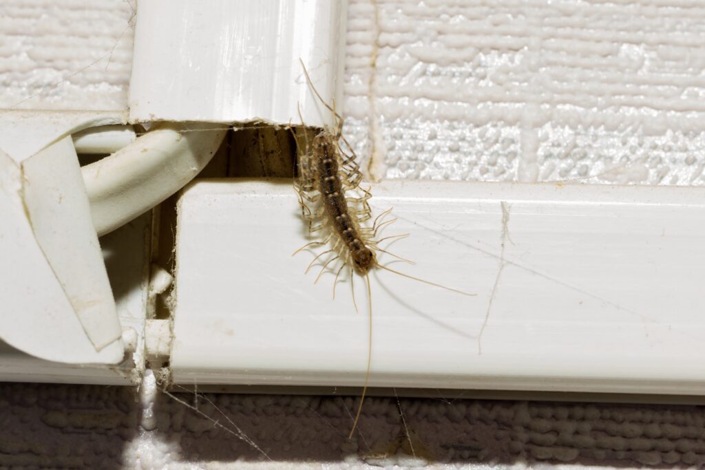 Centipede crawls out of crack