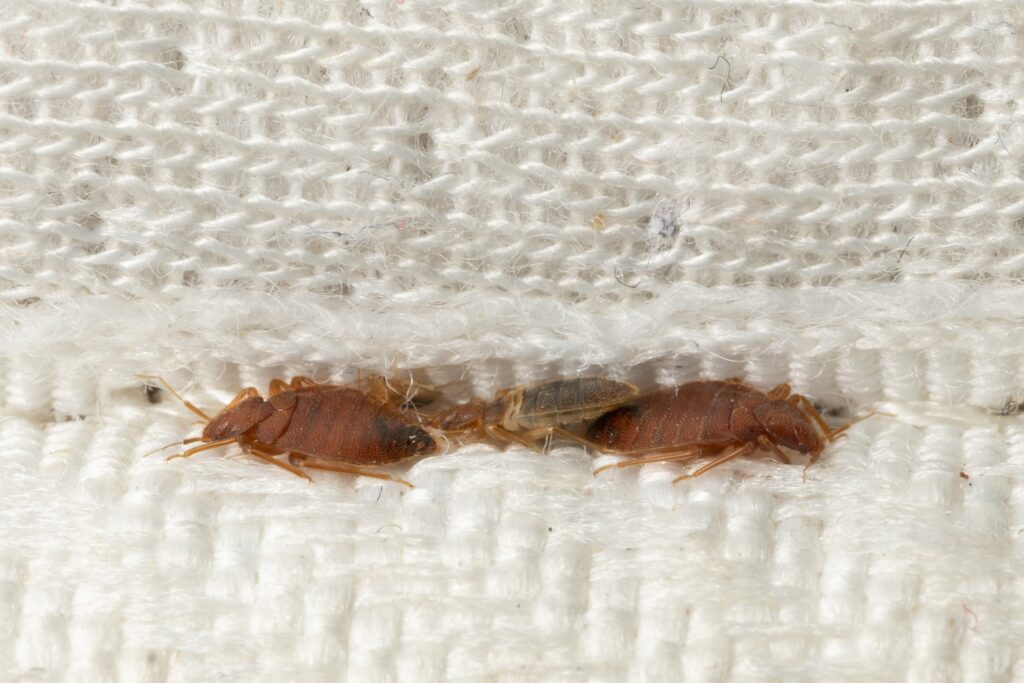 Brown bedbugs hiding in the crease of a mattress