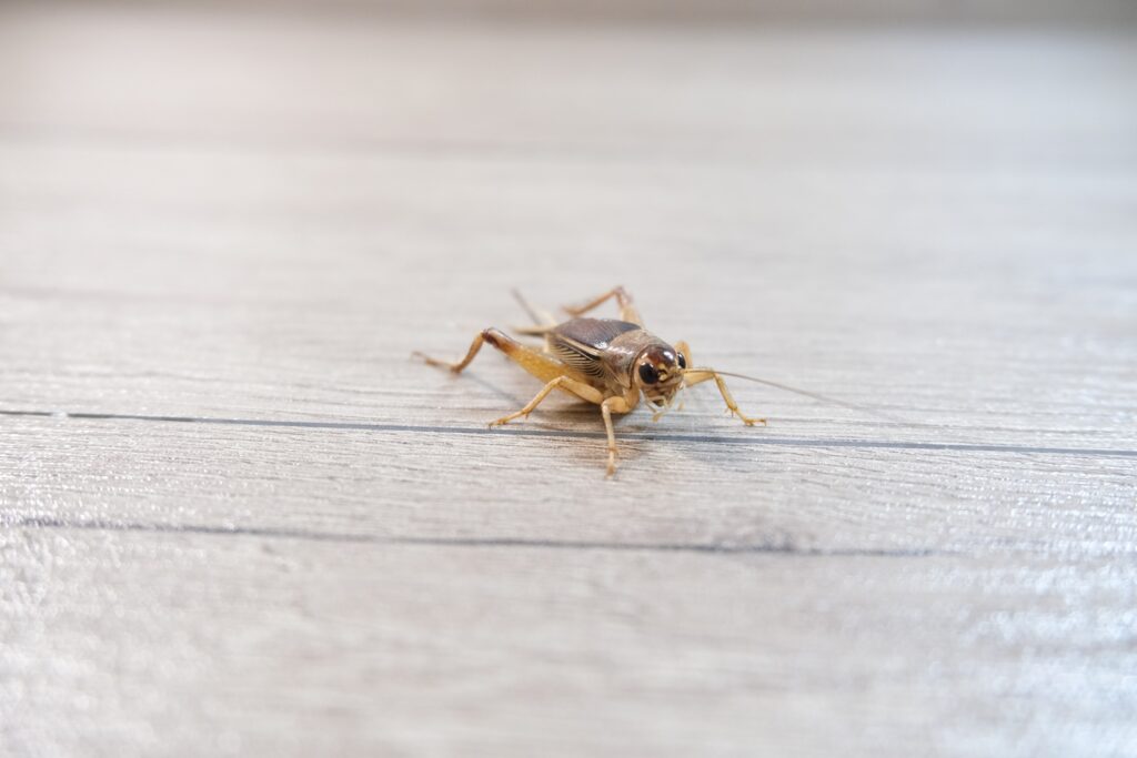 blog_img